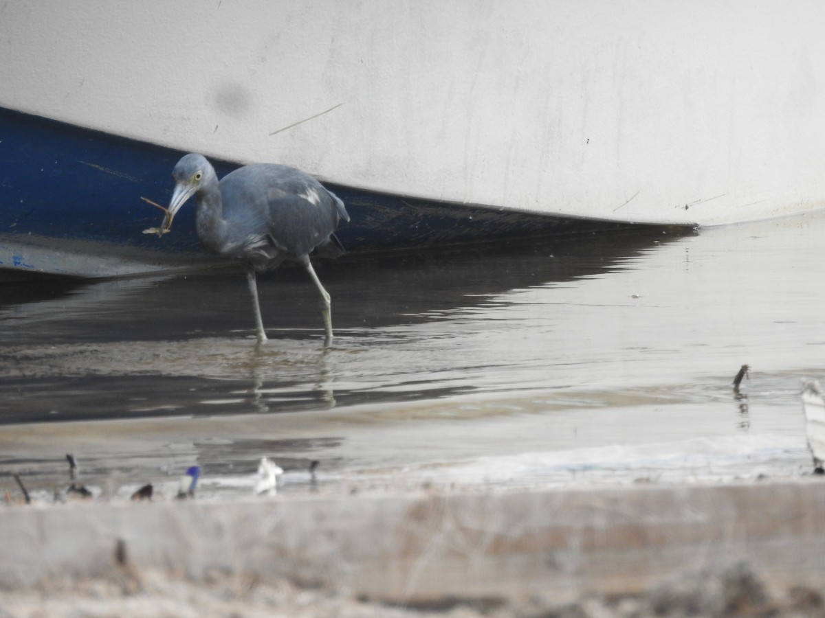 Little Blue Heron - ML645077500