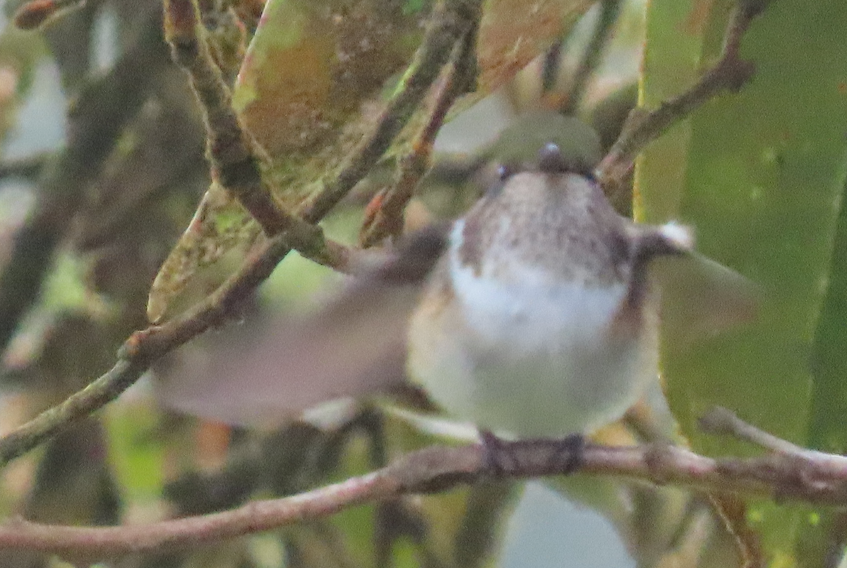 Volcano Hummingbird - ML645077502