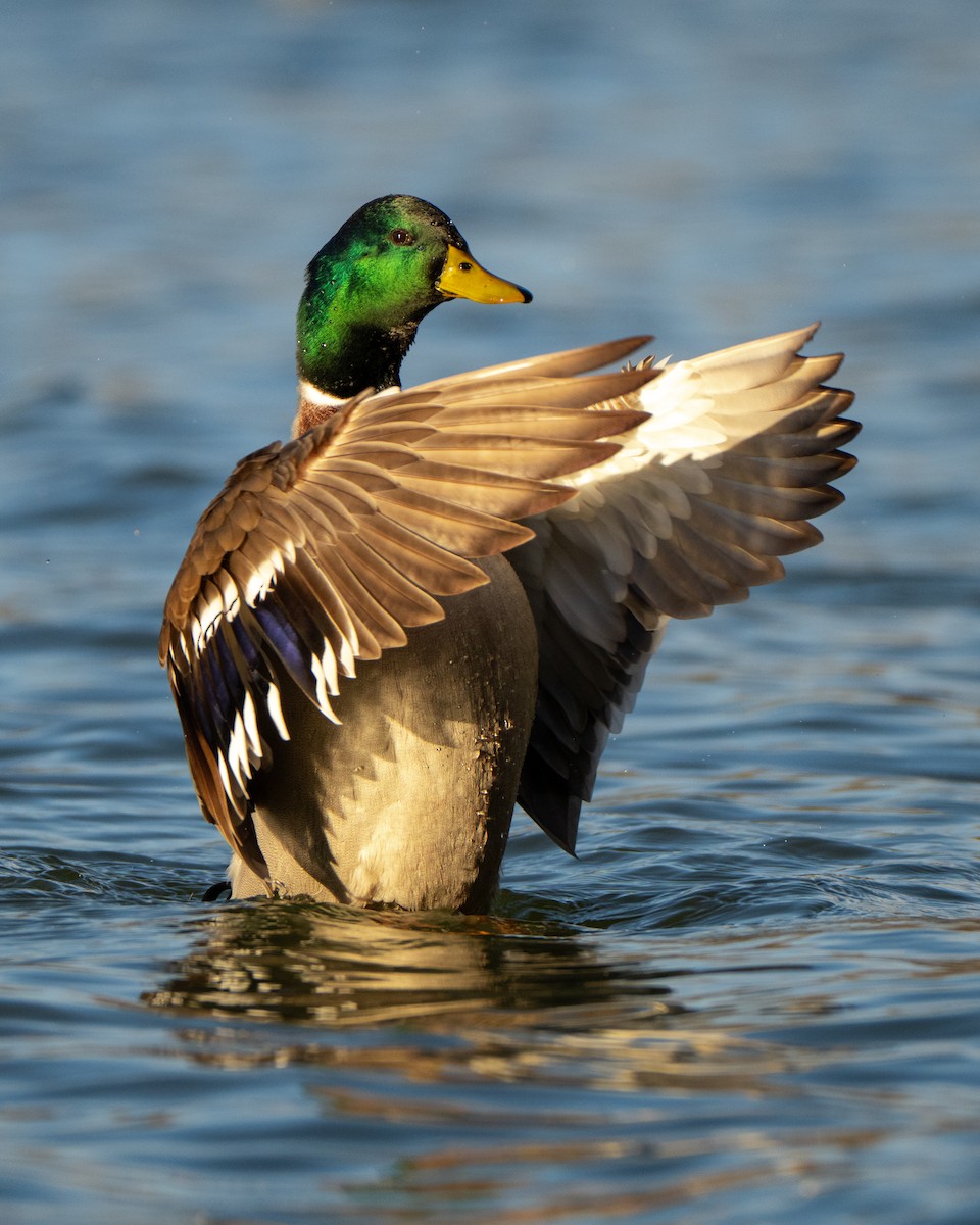 Mallard - ML645077507