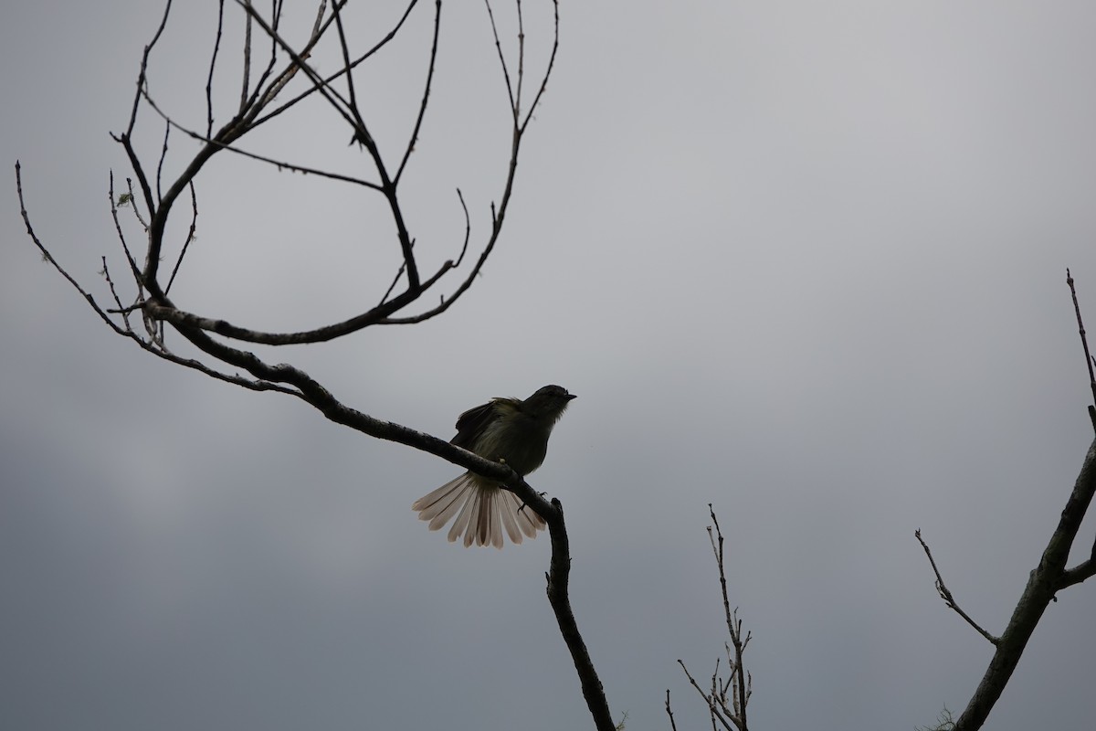 Mistletoe Tyrannulet - ML645077519