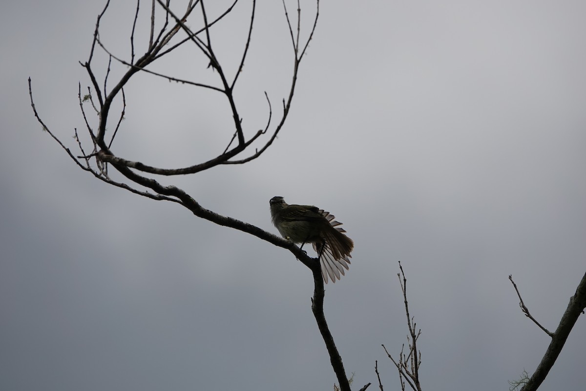 Mistletoe Tyrannulet - ML645077520