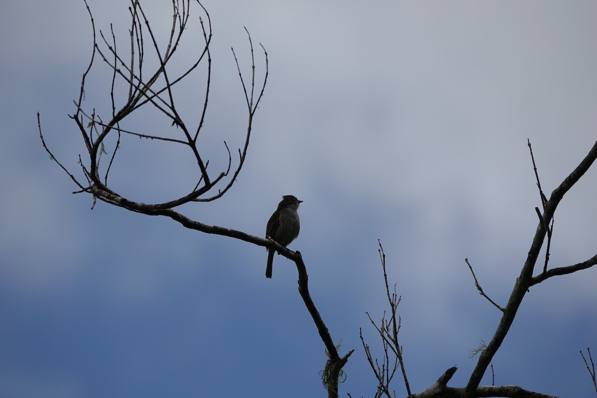 Mistletoe Tyrannulet - ML645077521