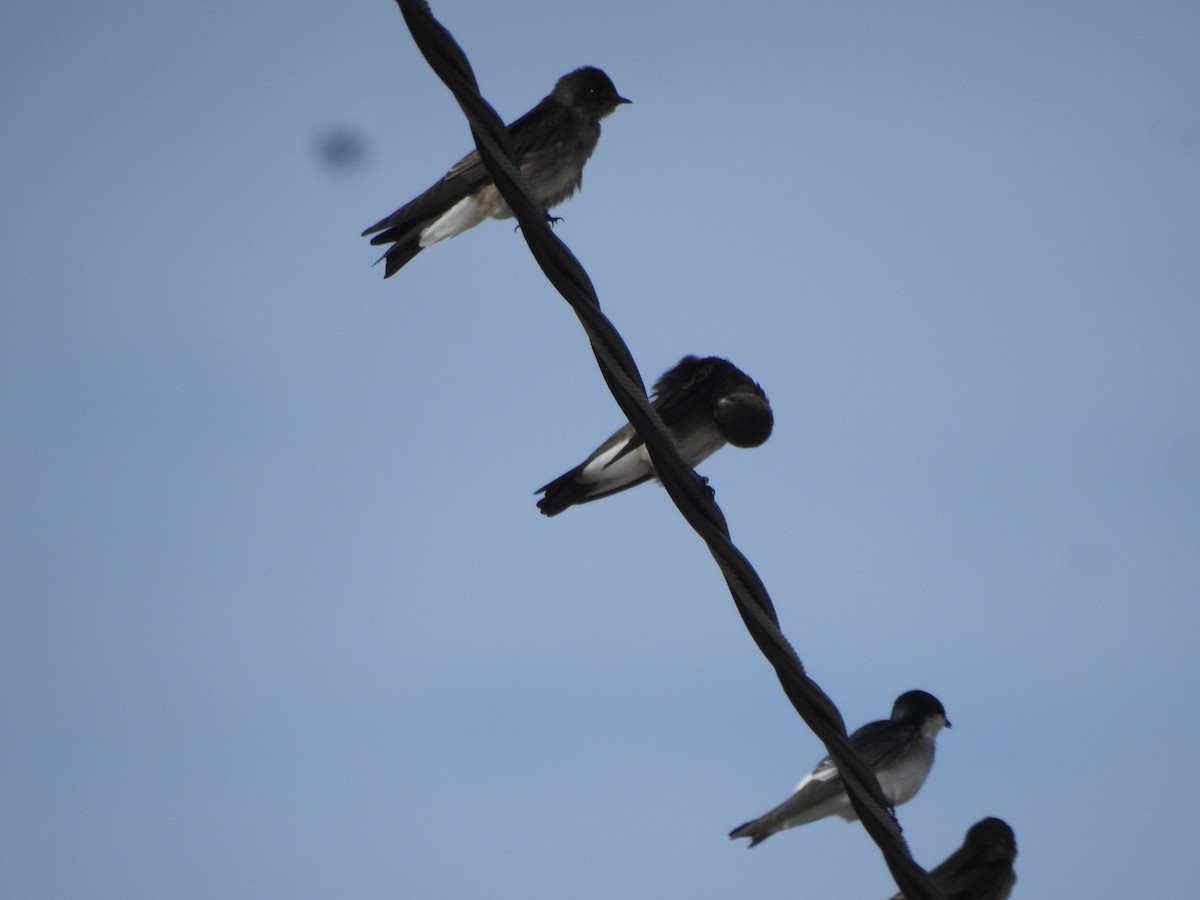 Northern Rough-winged Swallow - ML645077535
