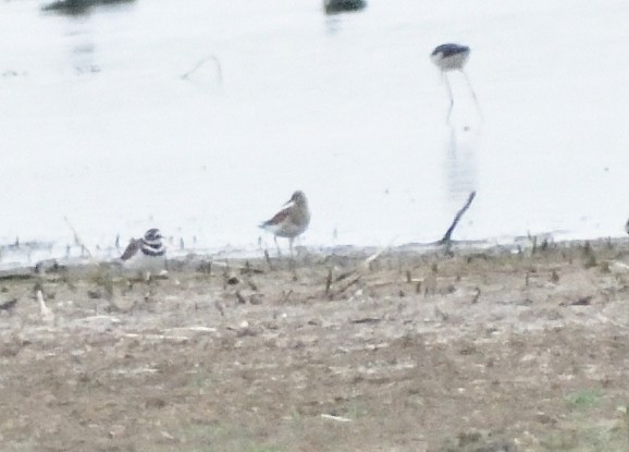 Çizgili Kumkuşu - ML645077579