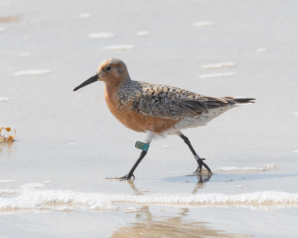 Red Knot - ML645077594
