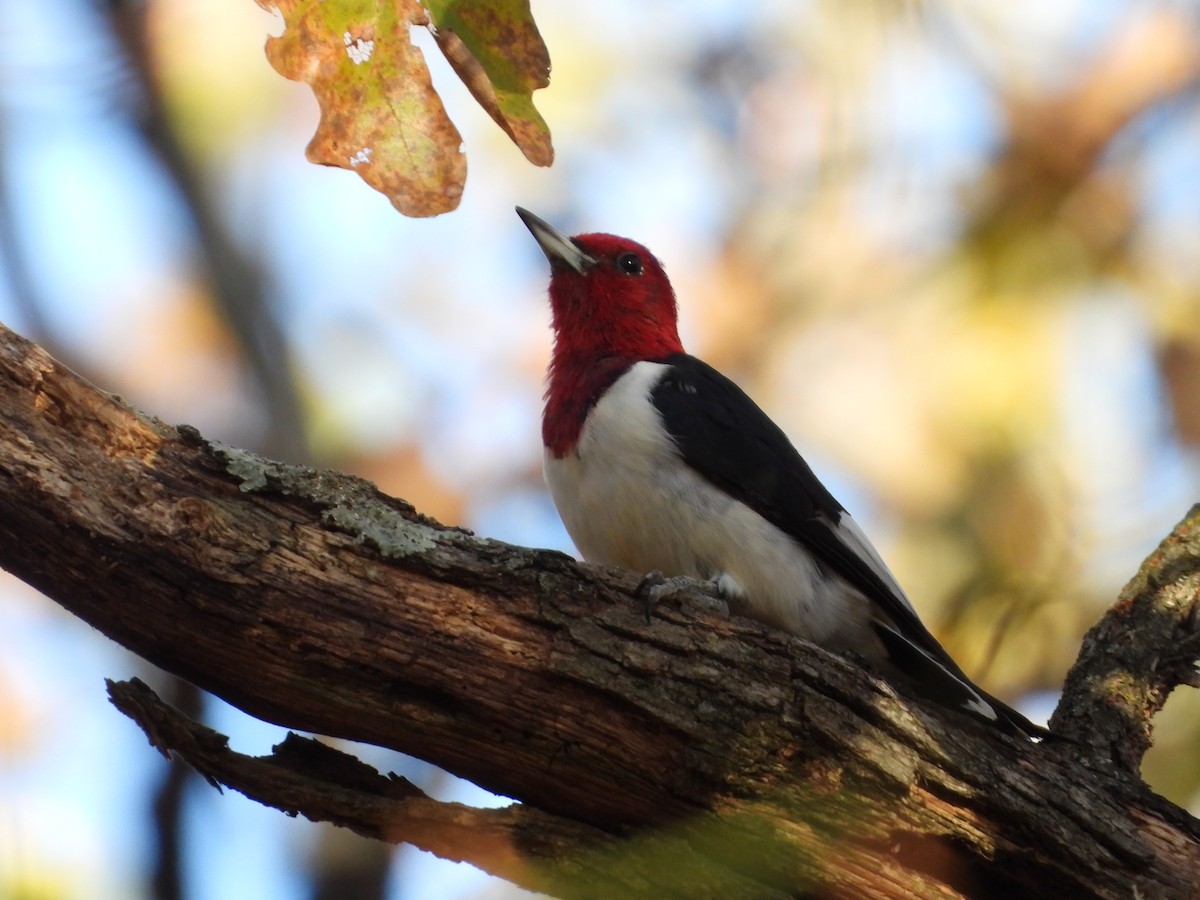 Red-headed Woodpecker - ML645077610