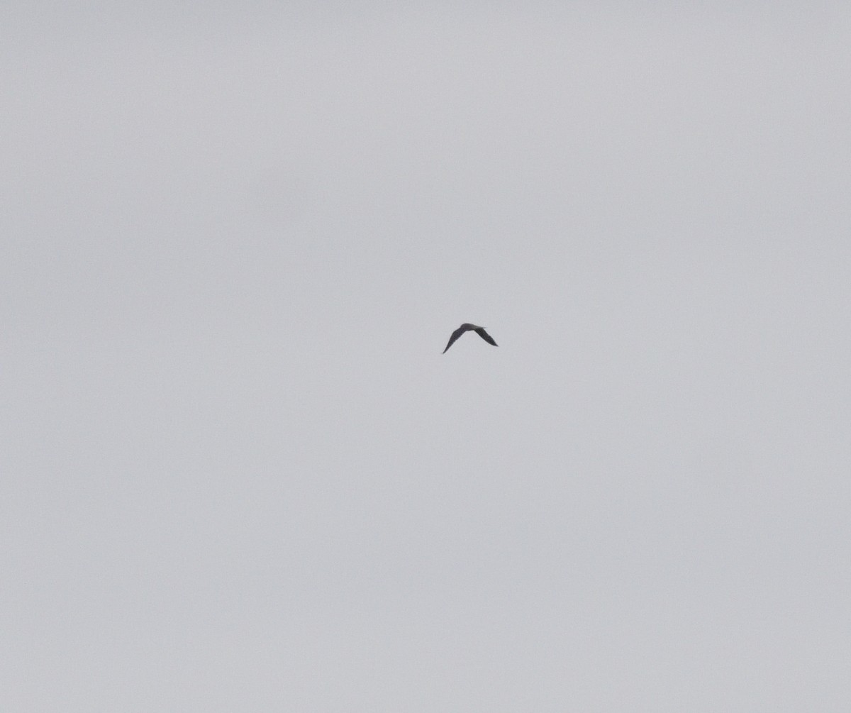 Эгэл шонхор - ML645077622