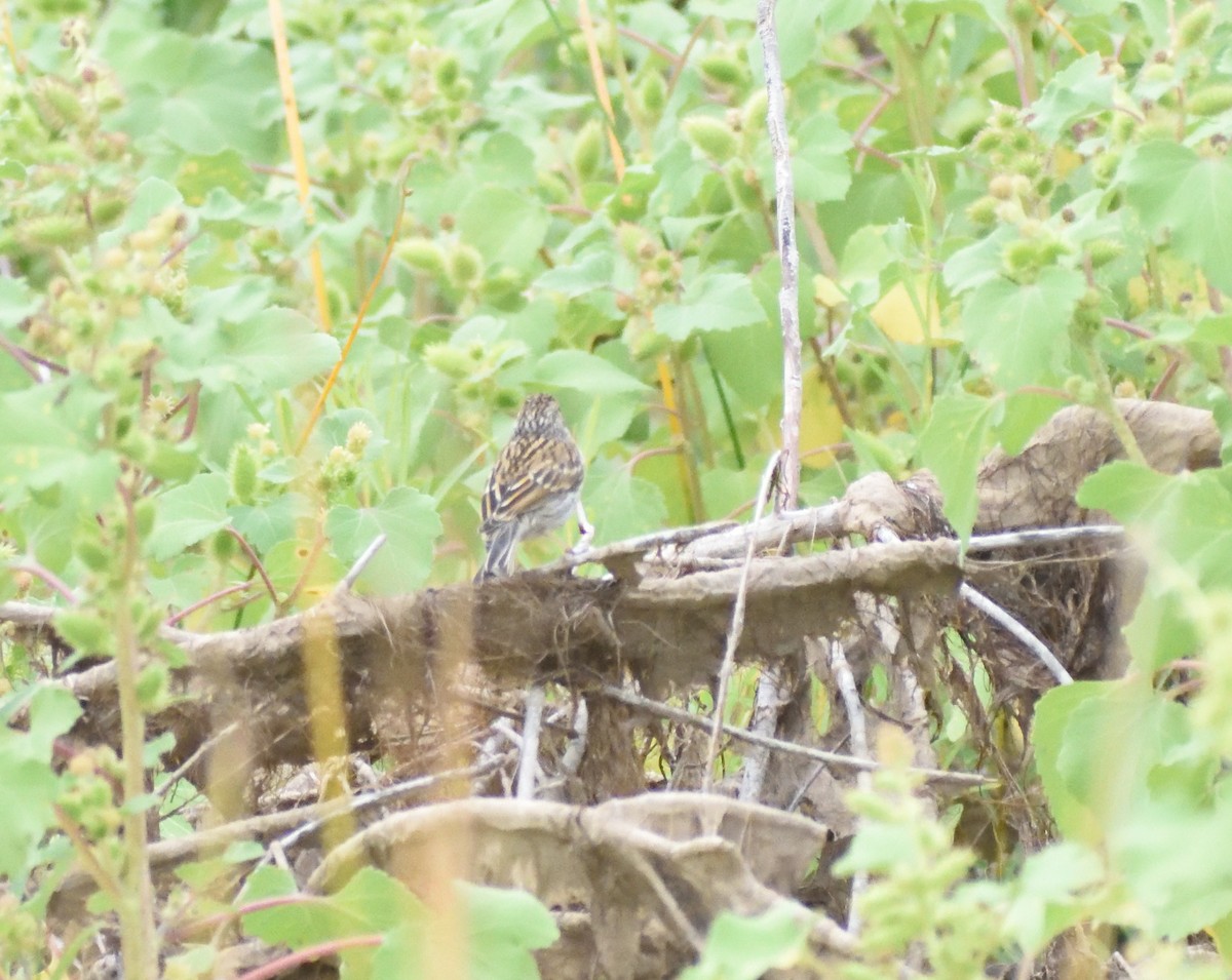 Chipping Sparrow - ML645077633