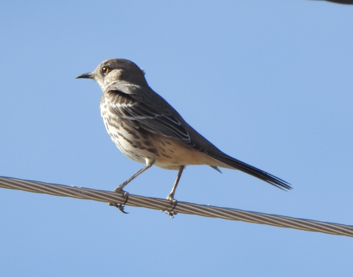 Sage Thrasher - ML645077647