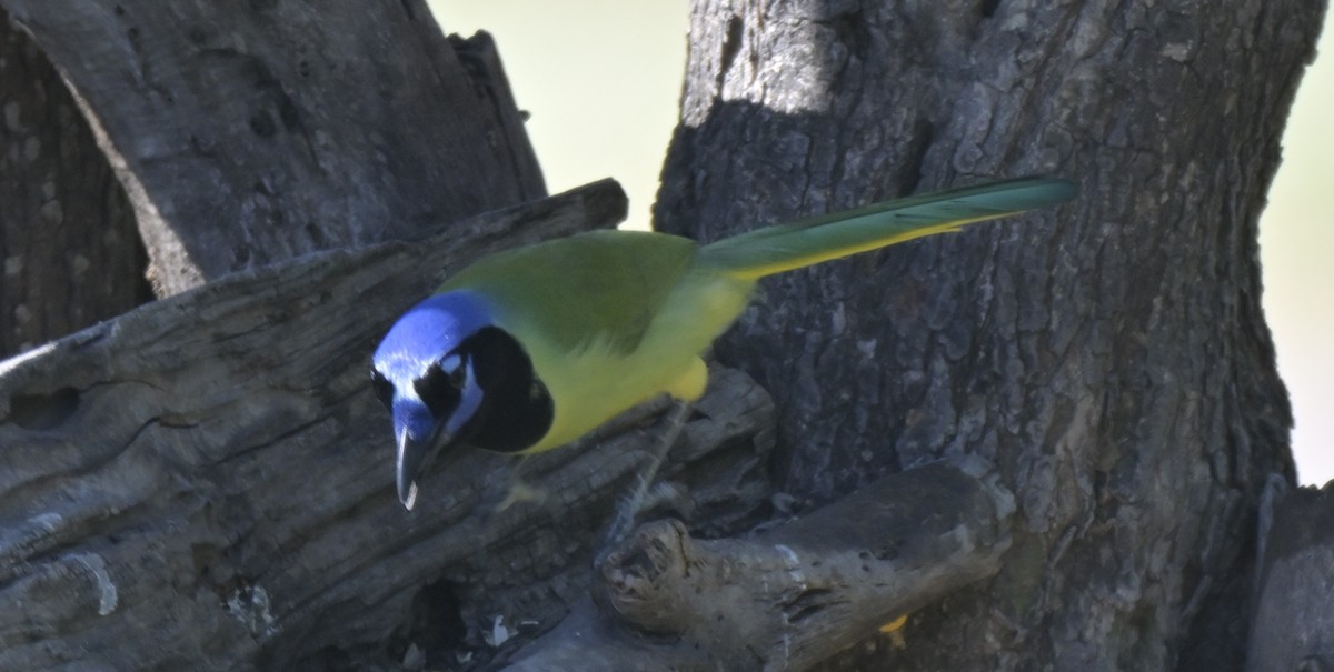 Green Jay - ML645077674
