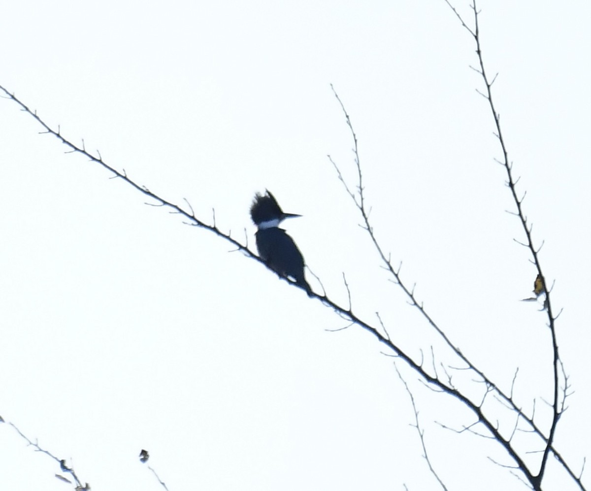 שלדג אמריקני - ML645077679