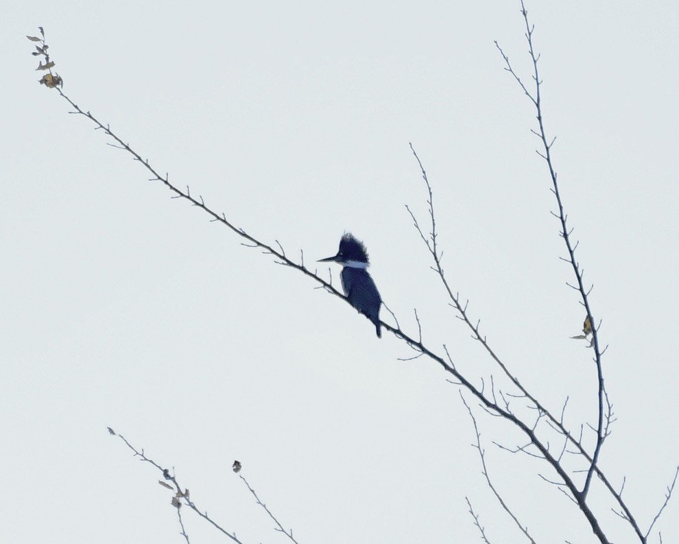 שלדג אמריקני - ML645077681