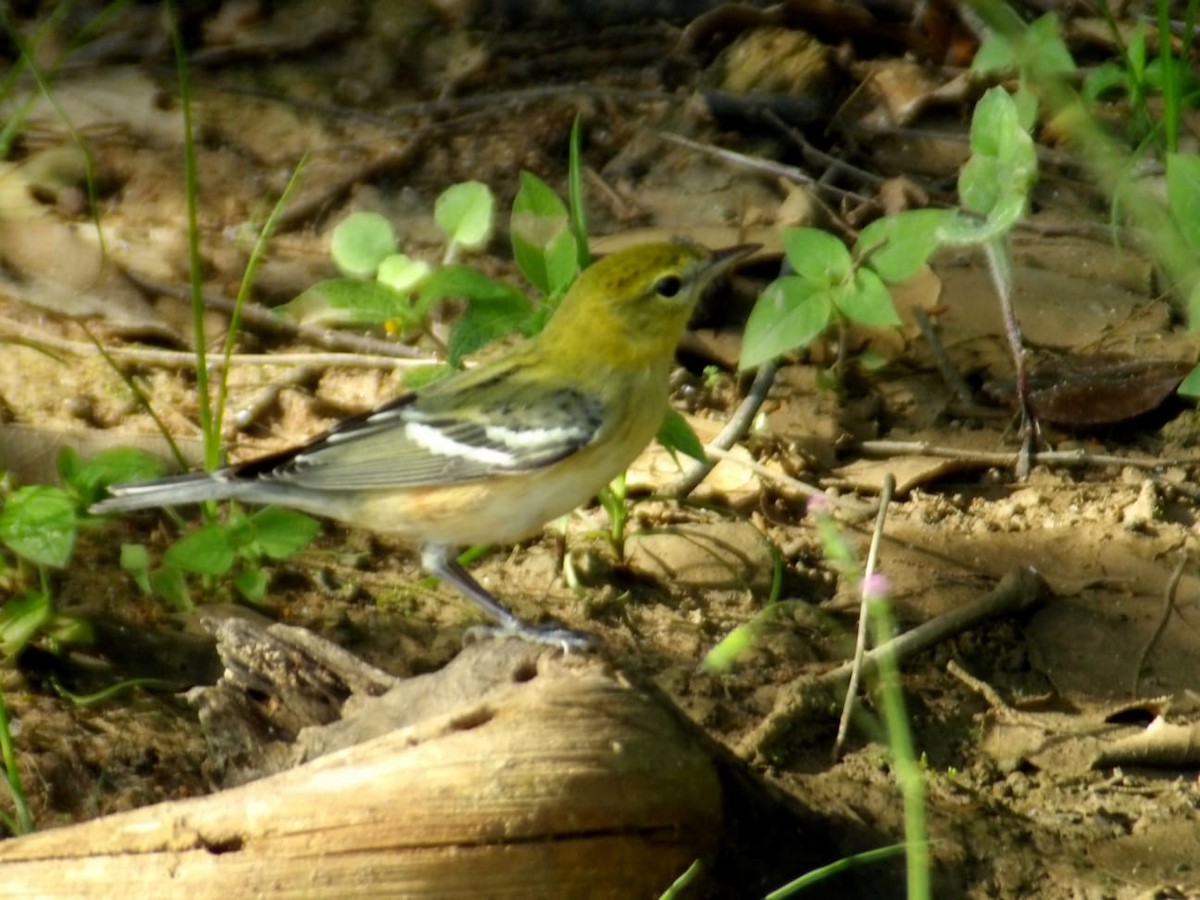 Пісняр-лісовик каштановий - ML645077690