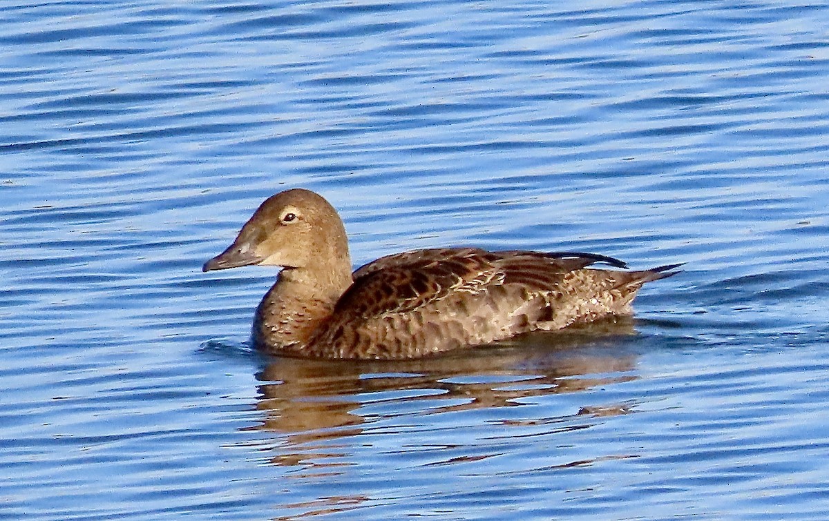 King Eider - ML645077691