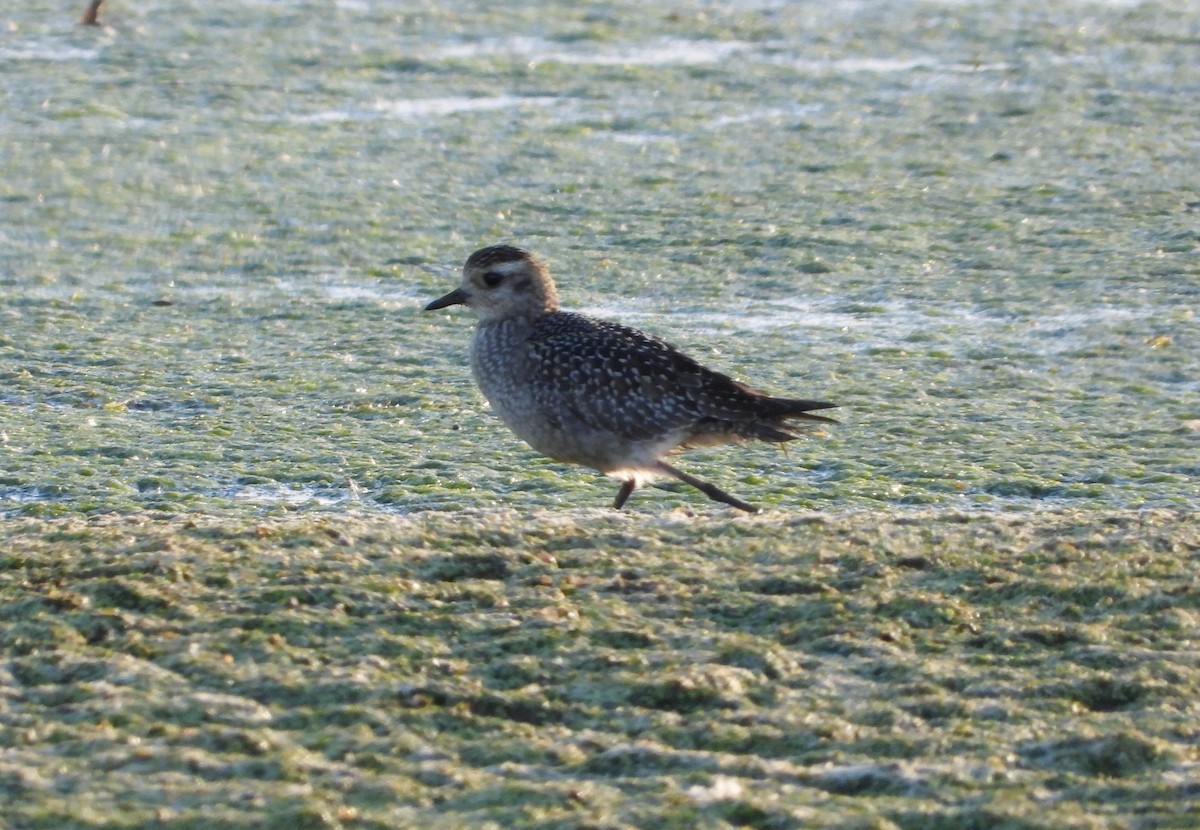 American Golden-Plover - ML645077693