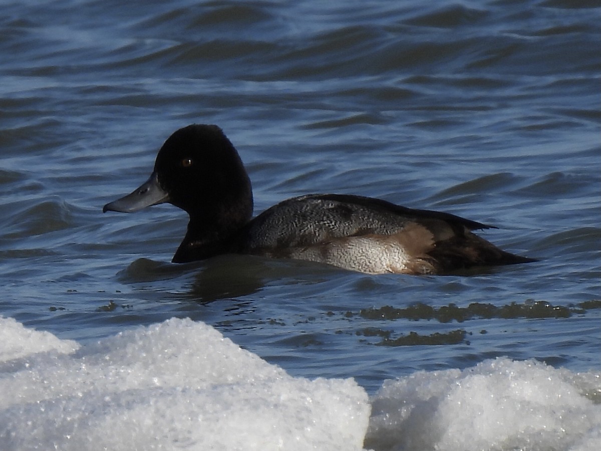 コスズガモ - ML645077699