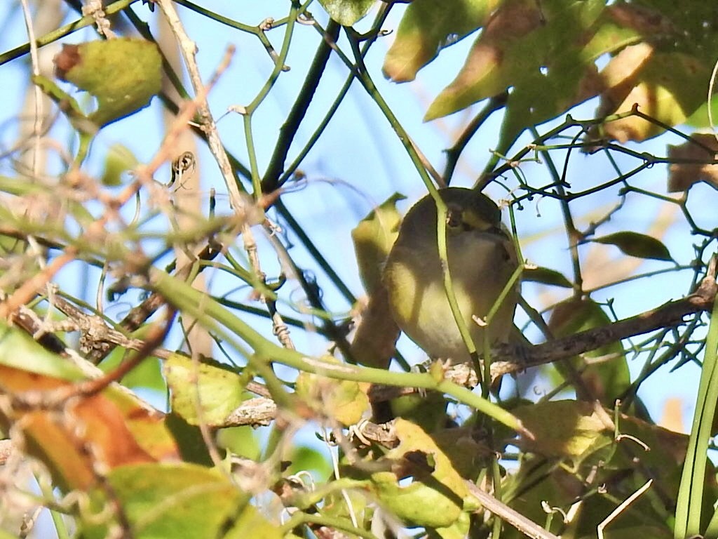 White-eyed Vireo - ML645077700