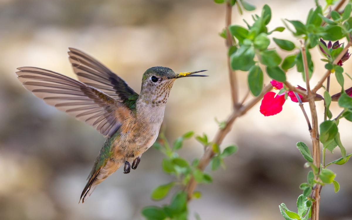 Broad-tailed Hummingbird - ML645077701