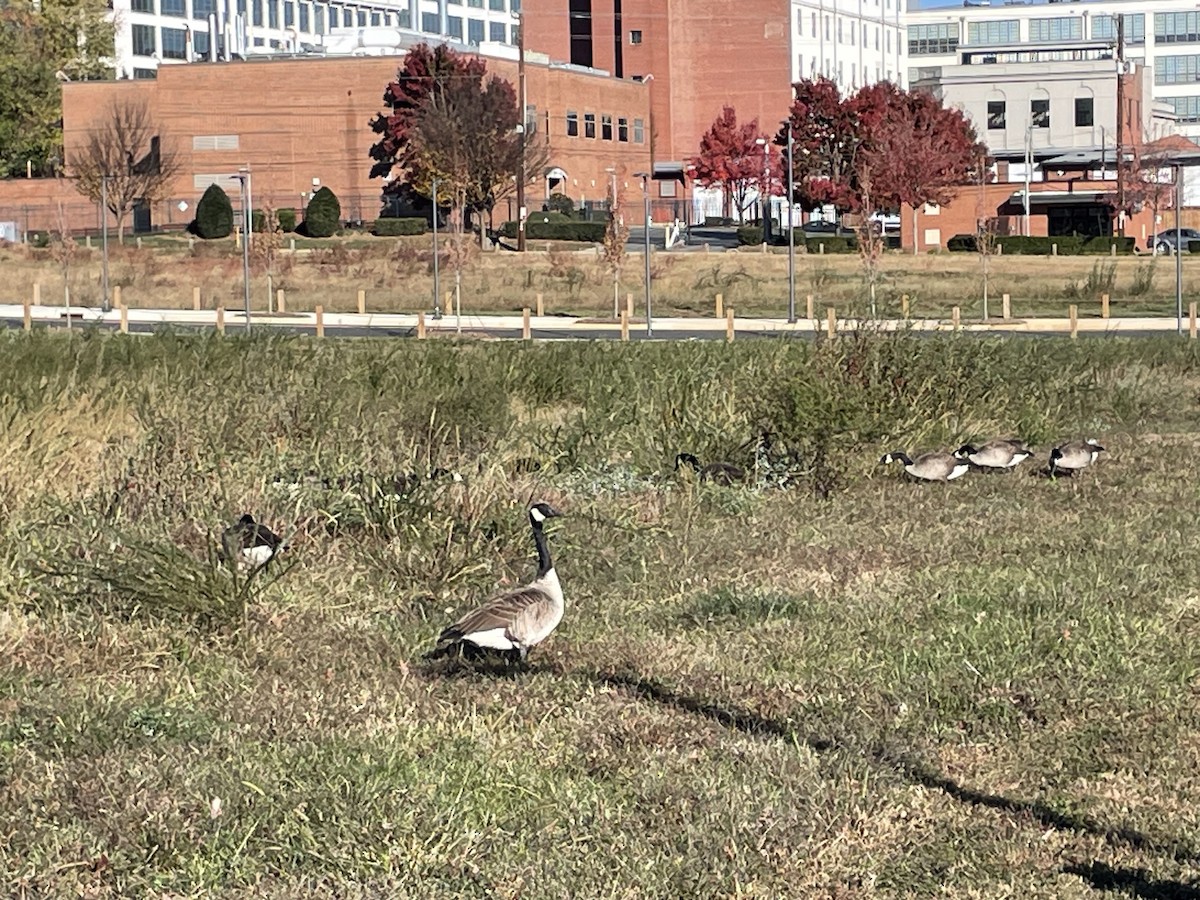 Canada Goose - ML645077715