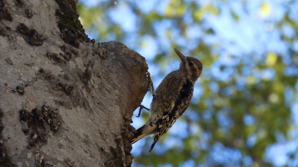 Yellow-bellied Sapsucker - ML645077716