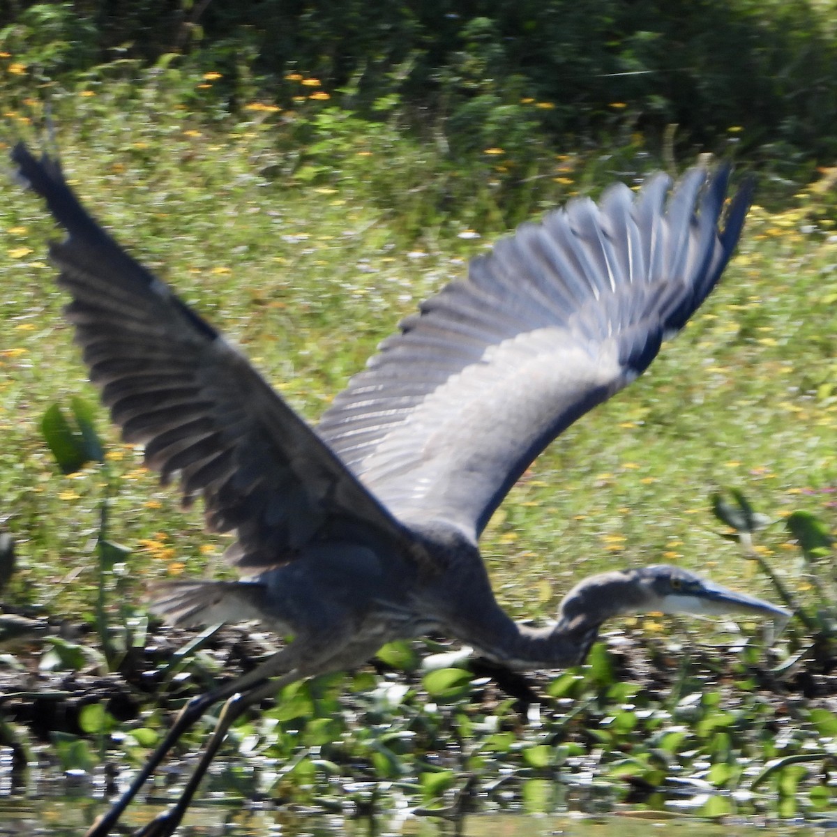 Great Blue Heron - ML645077731