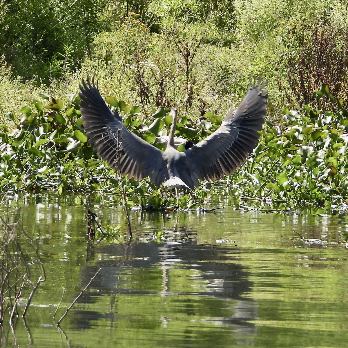 Great Blue Heron - ML645077732