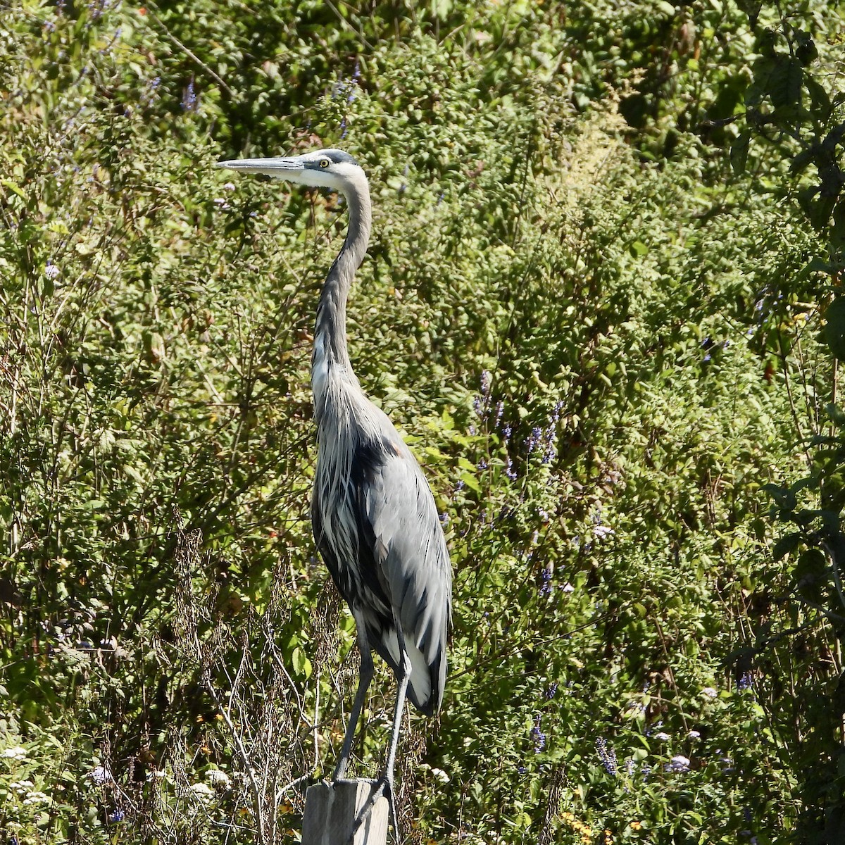 Great Blue Heron - ML645077733