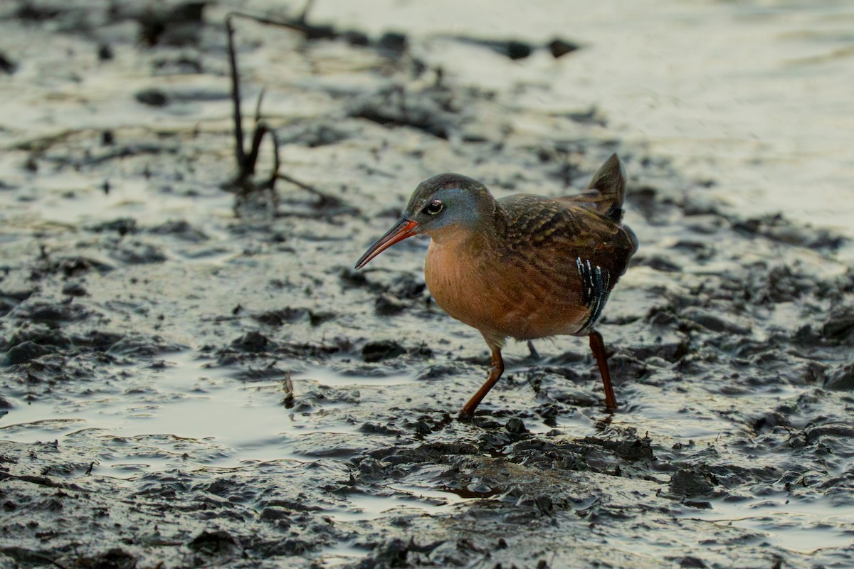 Пастушок віргінський - ML645077734