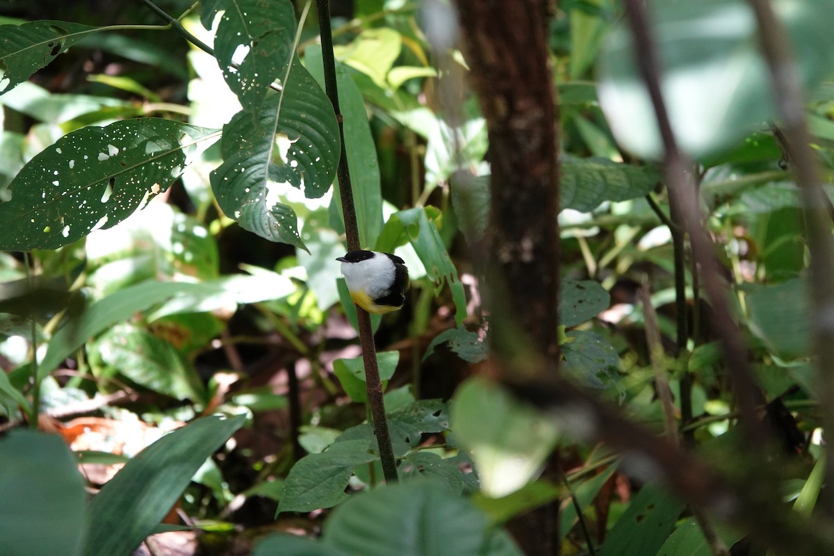 Ak Boyunlu Manakin - ML645077740