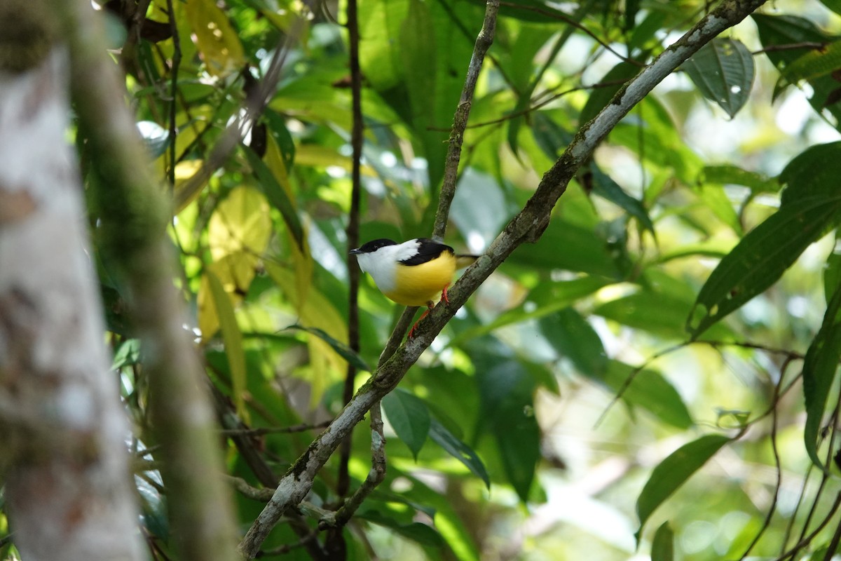 Ak Boyunlu Manakin - ML645077741