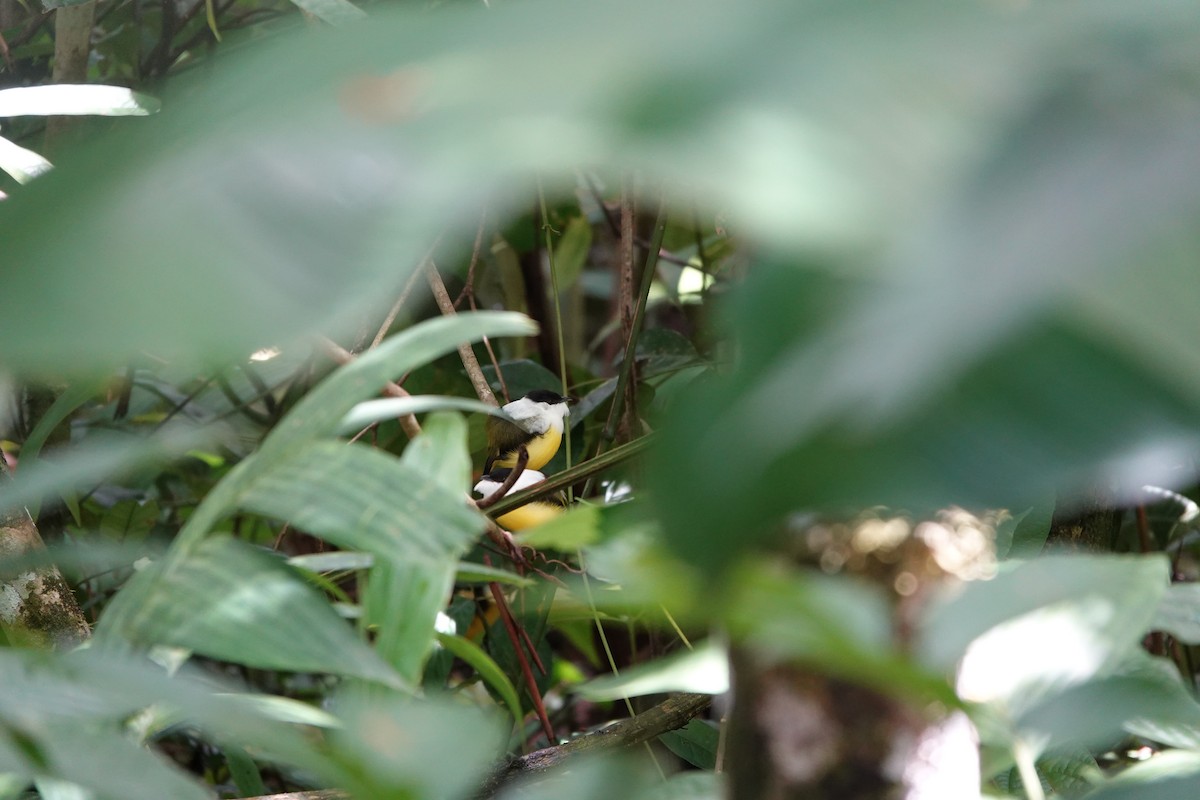 Ak Boyunlu Manakin - ML645077742