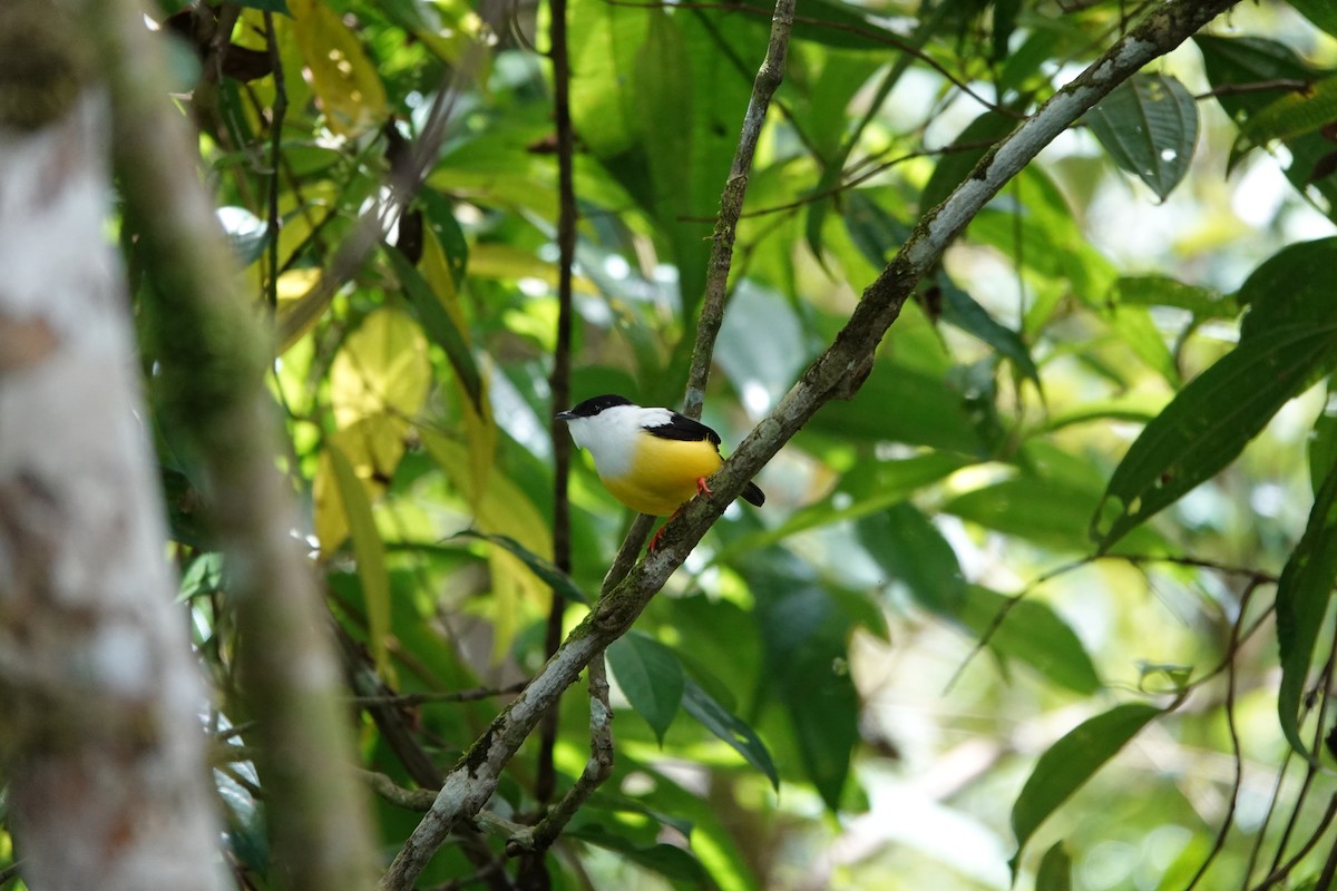 Ak Boyunlu Manakin - ML645077743