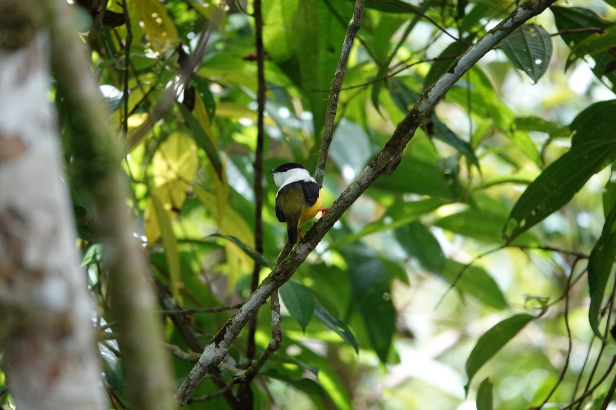 Ak Boyunlu Manakin - ML645077744