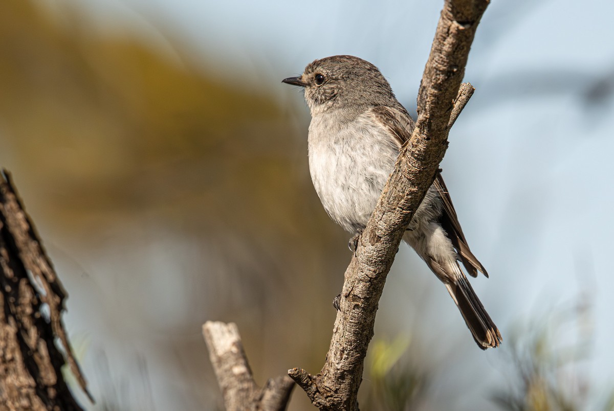 Hooded Robin - ML645077748