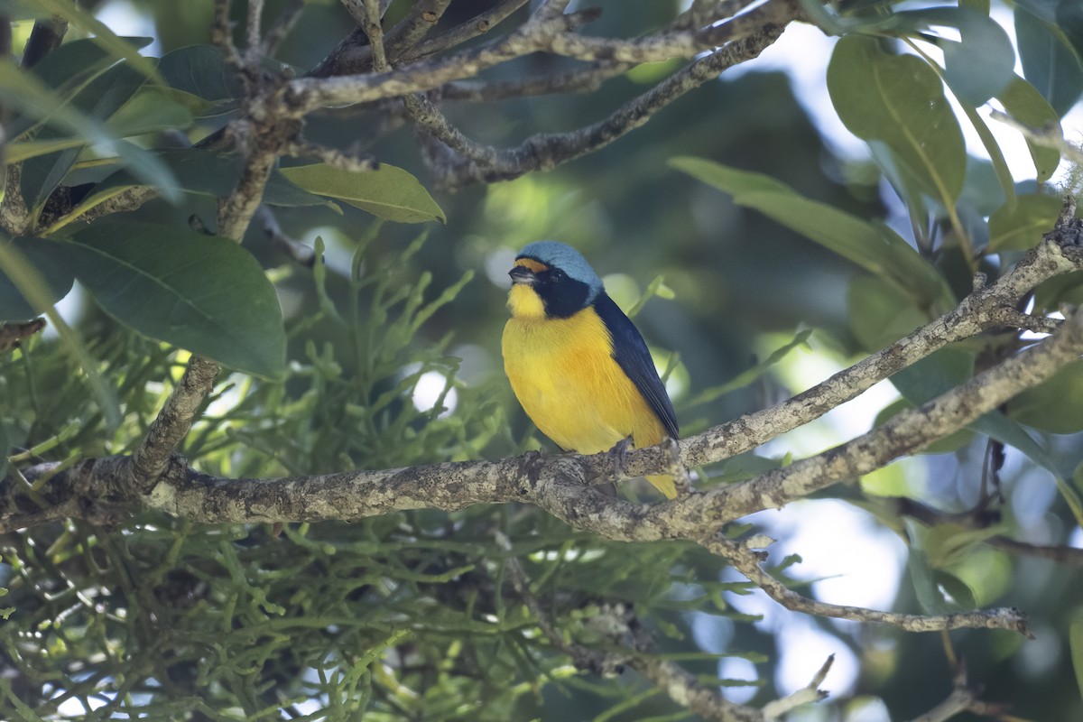 Puerto Rican Euphonia - ML645077752