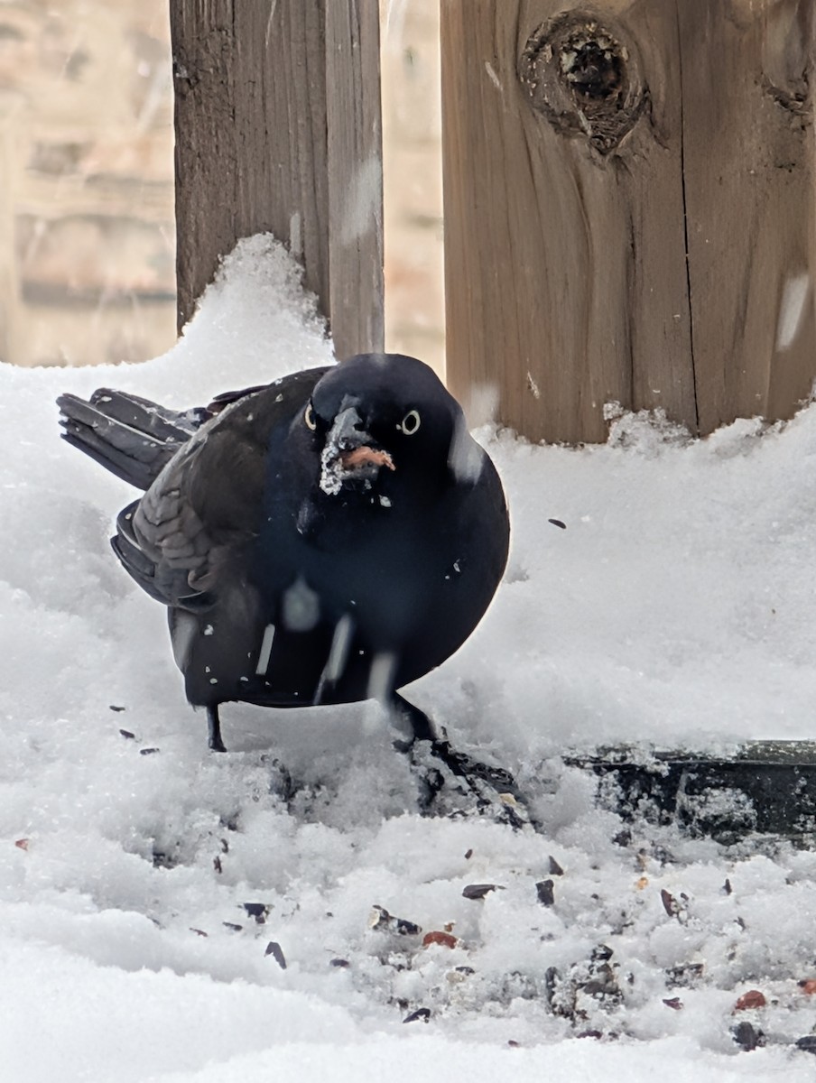 Common Grackle - ML645077753