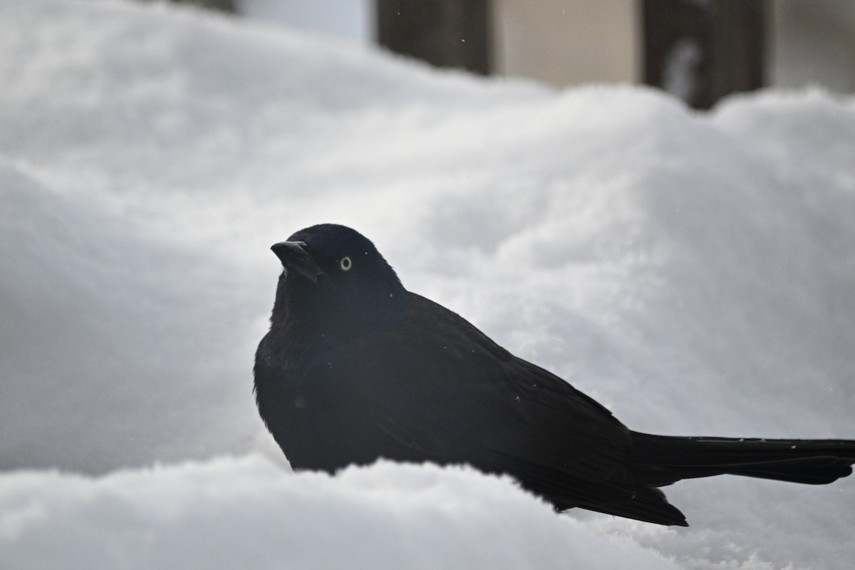 Common Grackle - ML645077754