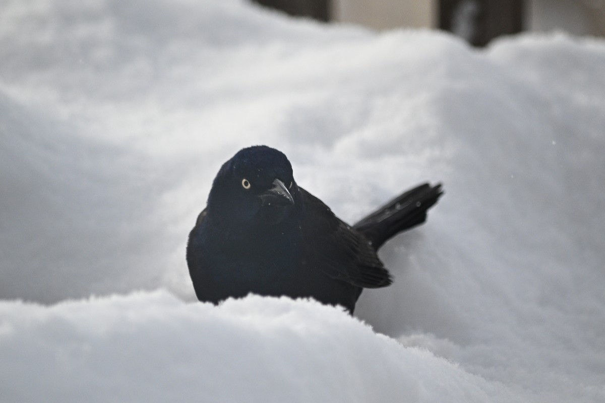 Common Grackle - ML645077756