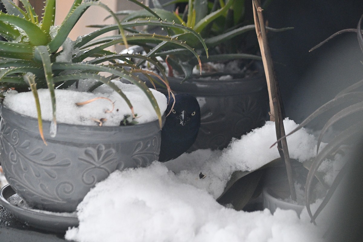 Common Grackle - ML645077757