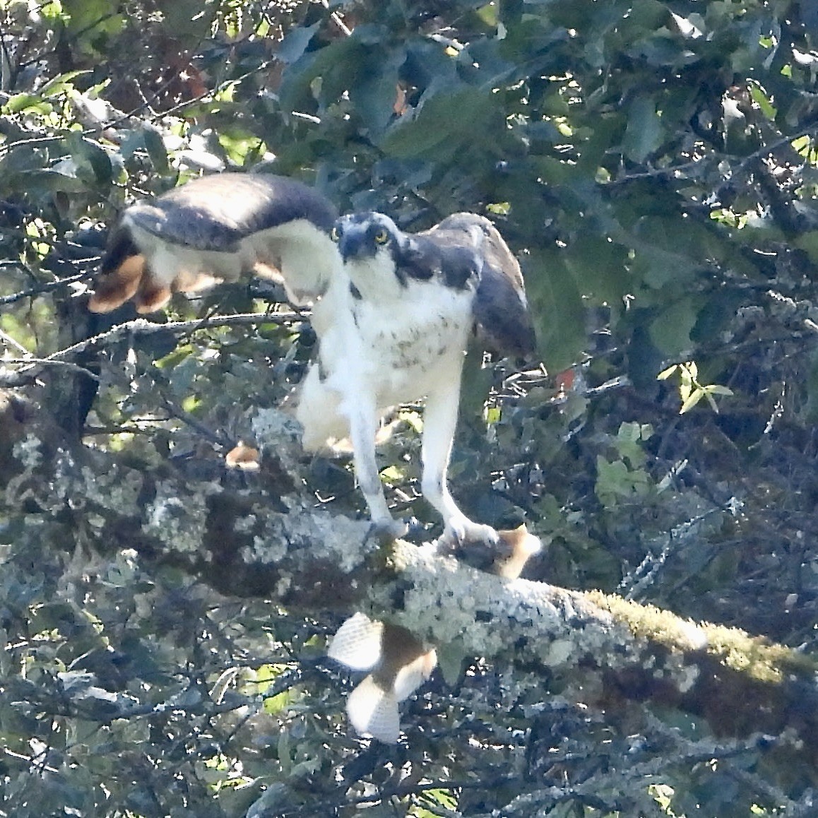 Osprey - ML645077758