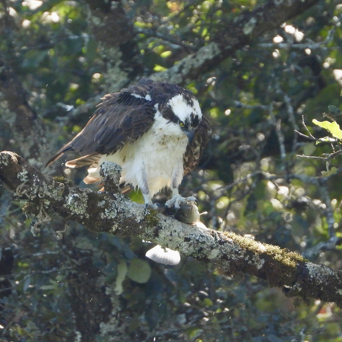 Osprey - ML645077759