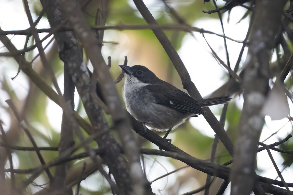 Puerto-Rico-Tangare - ML645077760