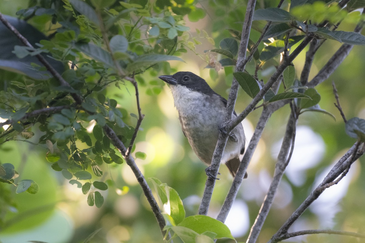 Puerto-Rico-Tangare - ML645077761