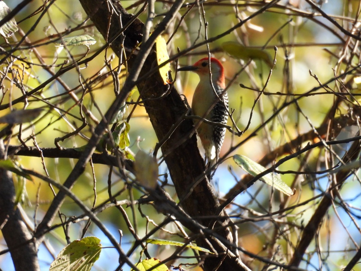 Red-bellied Woodpecker - ML645077774