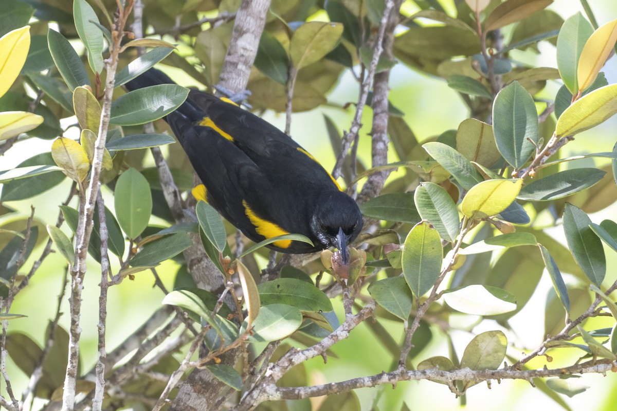 Puerto Rican Oriole - ML645077779