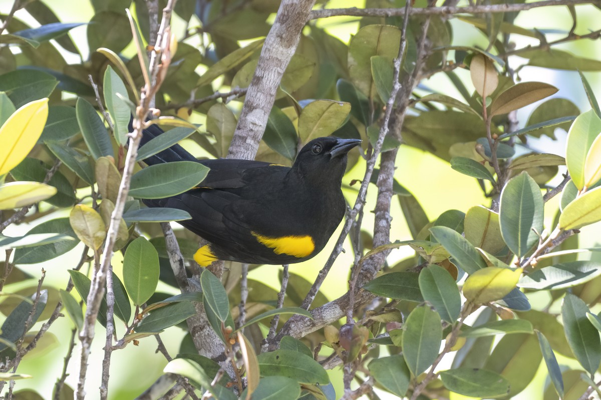 Puerto Rican Oriole - ML645077780