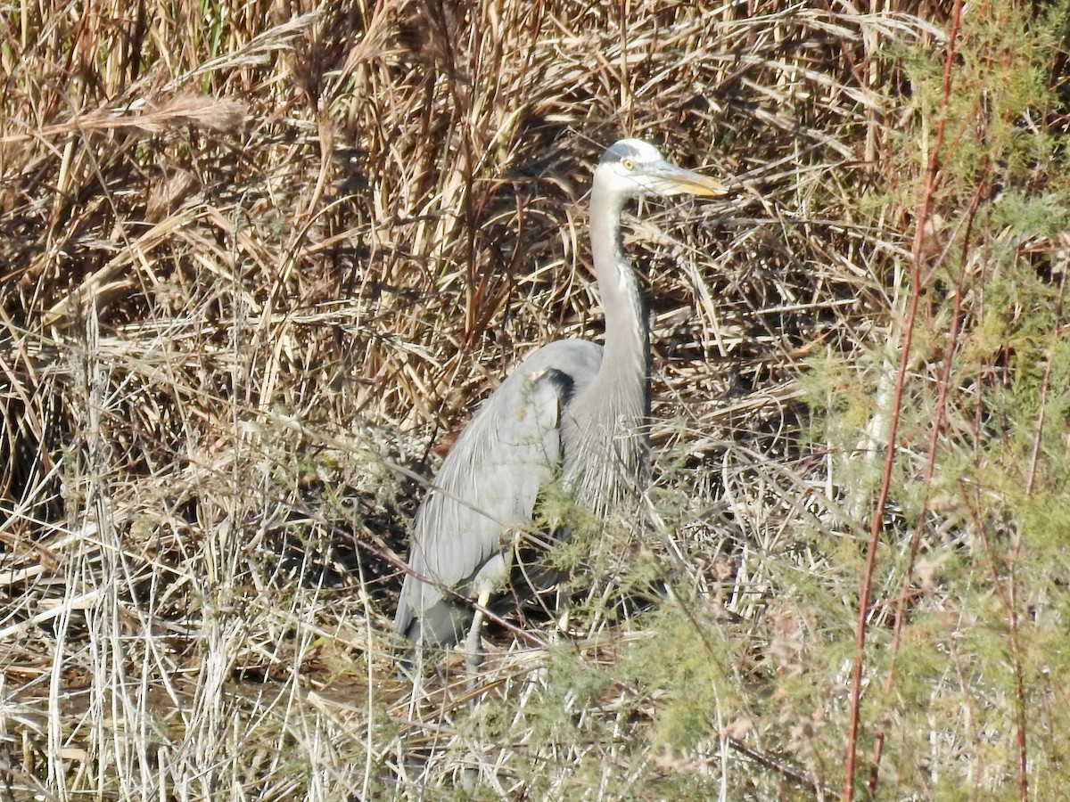 volavka velká - ML645077781