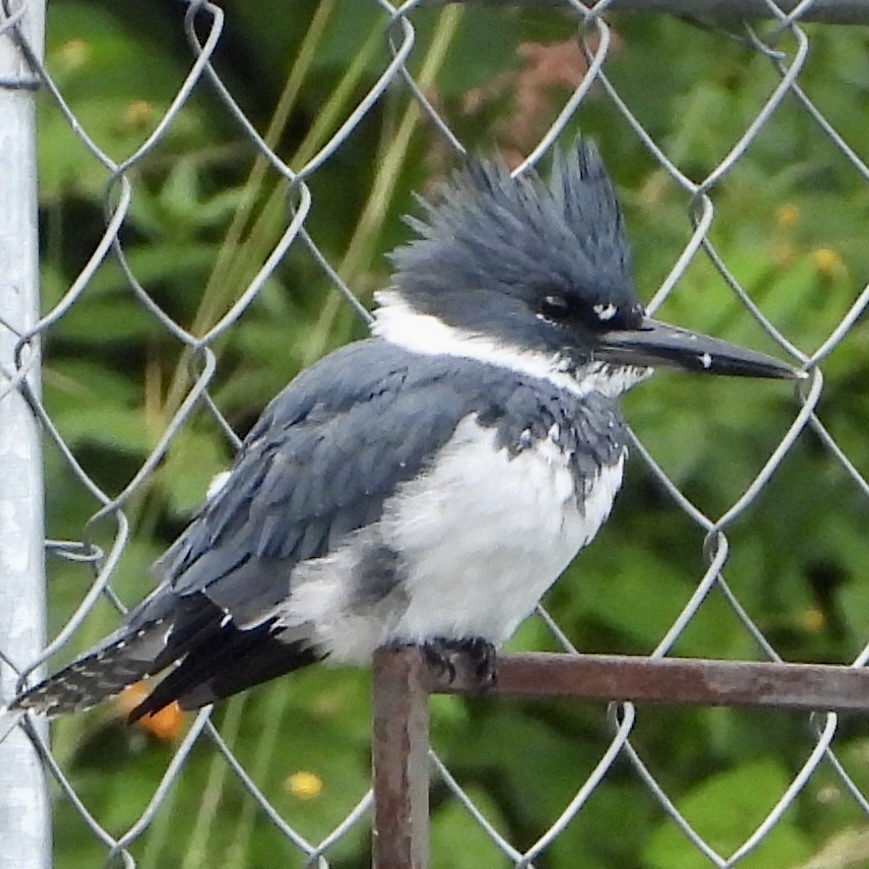 שלדג אמריקני - ML645077798