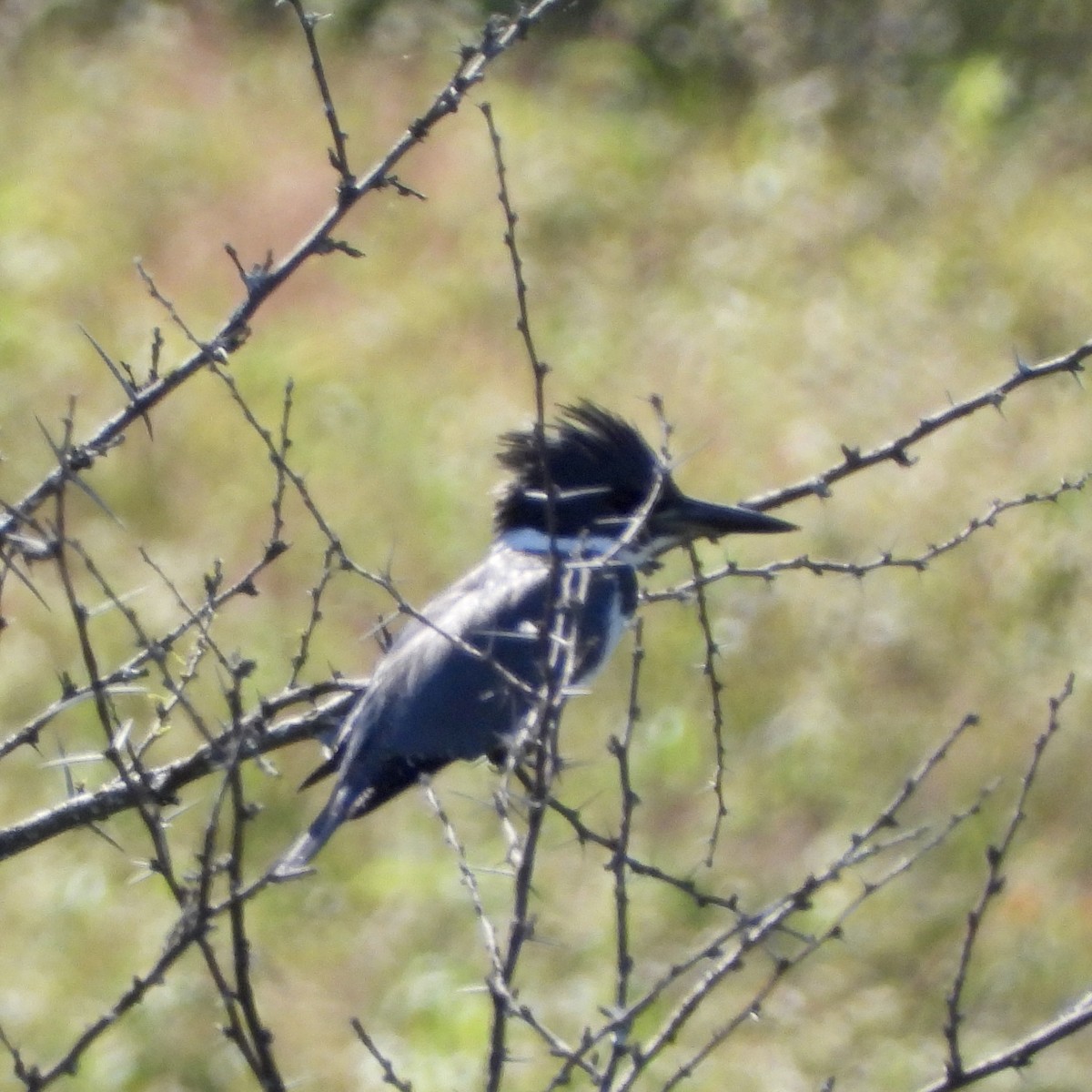 שלדג אמריקני - ML645077799