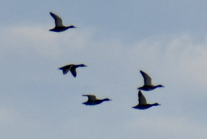 rødfotand - ML645077800